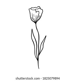 Poppy outline hand drawn logo element. Herbs doodle botanical icon poppy for logo. Herbal and medical plant, grass. Modern simple style. Vector illustration isolated on white background.