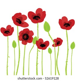 Poppy over white background