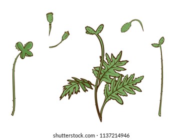 Poppy parts set. Vector isolated leaves and stems. Floral botanical illustration for design decor or holiday greetings template