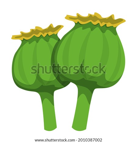Poppy plant head vector isolated. Highly addictive drug opium concept. Narcotic flower, illegal drug.