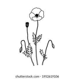 Poppy plant icon. Outline drawing, isolated on white background.