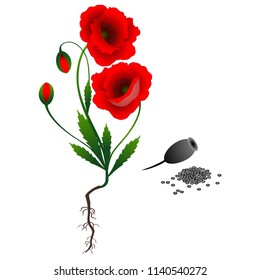 A poppy plant with seeds isolated on white background.