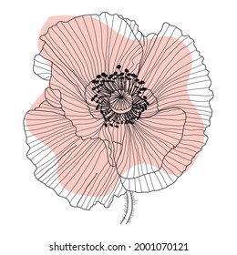 Flor roja de amapola, brote, sketch y acuarela de imitación