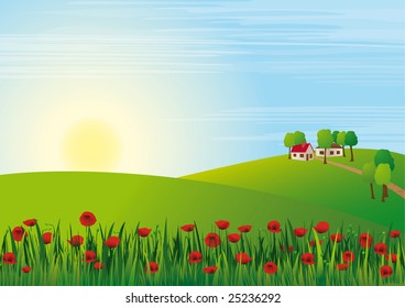 Poppy scenery