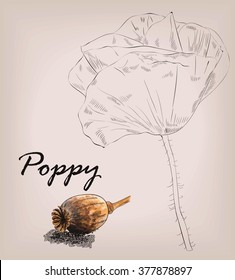 poppy with seed