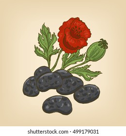 Poppy seed, flower and head. Vector illustration. Hand drawn illustration.