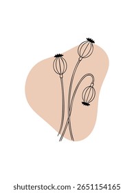 Poppy seed heads botanical line drawing with peach abstract background
