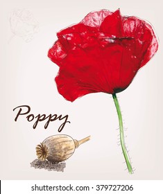 Poppy seed and red head isolated on background.