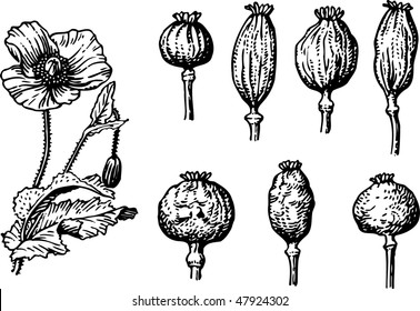 Poppy Seed Stock Vectors Images Vector Art Shutterstock