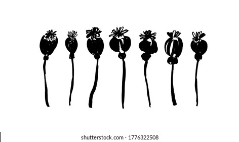 Juego de vectores dibujado a mano con semillas de amapola. Siluetas de cabezas de flores de pincel negro. Dibujo de tinta de plantas silvestres, hierbas o flores, ilustración botánica monocroma. Poppy aislada clipartes. Pinzas secas