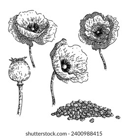 poppy set hand drawn. field remembrance, day illustration, floral summer poppy vector sketch. isolated black illustration