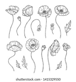 Poppy. Sketch poppies ornament decor wall artwork decorative plant poppy flower bud planting wallpaper beautiful vector tattoo