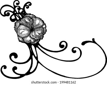 Poppy, poppy vector, drawing poppy, poppy ornament