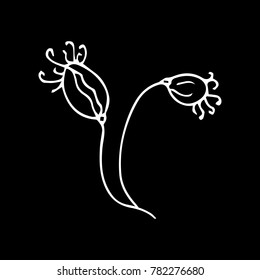 Poppy vector illustration. 