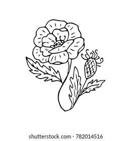 Poppy vector illustration. Doodle style. Design, print, decor, textile, paper