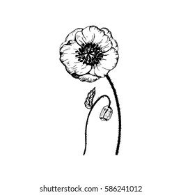 Poppy vector. Wildflowers collection in outline style for natural, organic, health care products,aromatherapy. Flower lined isolated on a white background. Vector illustration.