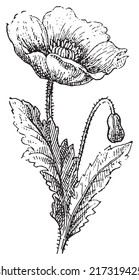 Poppy, vintage engraved illustration. Dictionary of words and things - Larive and Fleury - 1895.