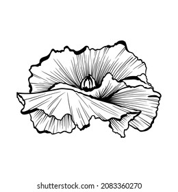 Poppy wildflower single vector graphic sketch illustration