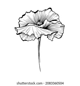 Dibujo gráfico de un solo vector de la flor silvestre de la amapola