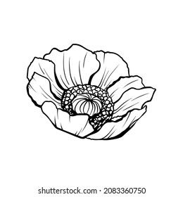 Poppy wildflower single vector graphic sketch illustration