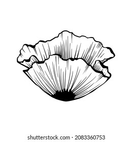 Poppy wildflower single vector graphic sketch illustration