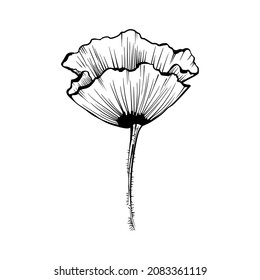 Dibujo gráfico de un solo vector de la flor silvestre de la amapola