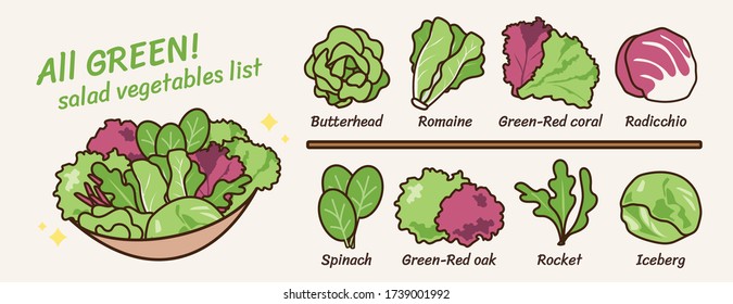 Popular 8 salad vegetables list: butterhead, romaine, green-red coral, radicchio, spinach, green-red oak, rocket, iceberg. Clean food icon vector illustration flat design drawing.