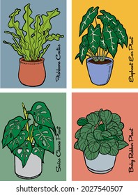 popular apartment houseplants fishbone cactus swiss cheese plant baby rubber plant elephant ear in pots hand drawn colorful backgrounds