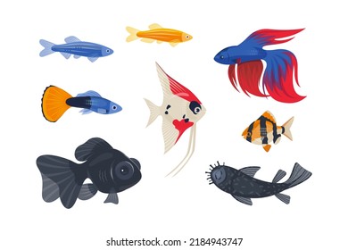 Popular aquarium fish on a white background