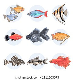 Popular aquarium fishes, Part 2. Set of colorful illustrations isolated on white background
