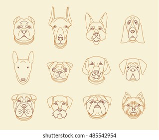 Popular breeds of dogs. 12 linear icons isolated