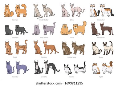 Popular cat breeds face and profile. Vector set contour sketch isolated illustration.