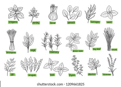 Popular culinary herbs, hand drawn vector illustration. Bay leaf, lemongrass, fennel, dill, cilantro and chives. Thyme, lemon balm, tarragon etc. Seasoning food design