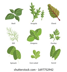 Popular culinary herbs set. Basil leaves, arugula, chard, dill, oregano, parsley, spinach, corn salad, sorrel. Vector simple design illustrations isolated on white background.