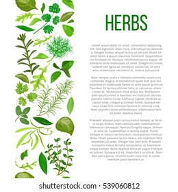 Popular culinary herbs set in column with description. Benefits of cooking spices in informative poster with text. Design for cosmetics, store, market, health care products, flyer, price tag, banner