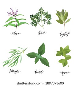 Popular Culinary Herbs and spices big set. Isolated objects. Vector flat illustration. For health care, store, cosmetics, health care, food design