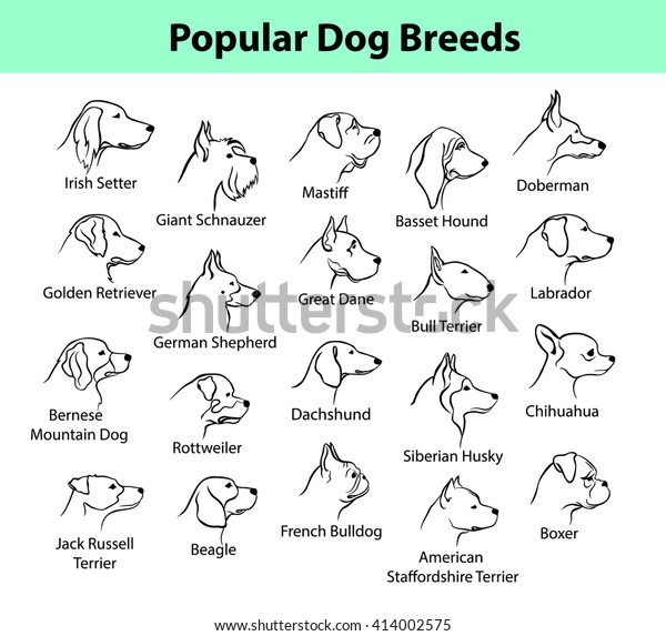dog breed head shapes
