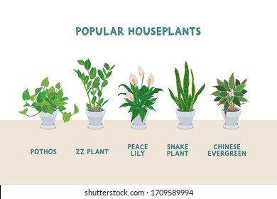 Popular Easy to Maintain Indoor Plants in White Pots