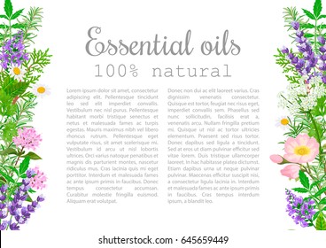 Popular essential oil plants label set. badge with text.