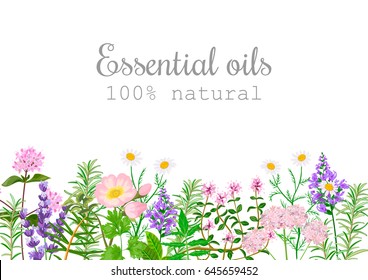 Popular essential oil plants label set.