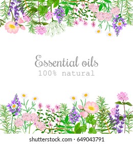 Popular essential oil plants label set. Peppermint, lavender, sage, melissa, Rose, Geranium, Chamomile, oregano etc For cosmetics spa health care aromatherapy, advertising, tag