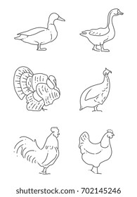 Popular farm birds thin line icons. Collection of farm bird linear style. Vector illustration