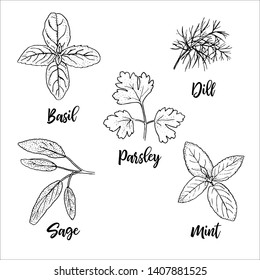 Popular fresh culinary herbs silhouettes. Basil, mint, sage, dill, parsley. Ink pen sketch style. Vector illustration. For prints posters perfume, cosmetics design, healthcare, medicine, cooking tag l