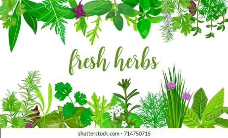 Popular Fresh Realistic herbs and flowers. logo label set. green silhouettes. Peppermint, lavender, sage, melissa, Rose, oregano. For cosmetics, cards, invitations, spa, health care advertising