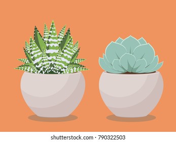 Popular houseplant succulent growing in a pot illustration.