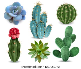 Popular indoor plants elements and succulents rosettes varieties including pin cushion cactus realistic collection isolated vector collection