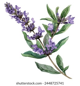 Vector de diseño de acuarela de lavanda Populares, aislado sobre fondo blanco, Imagen Clipart, ilustración, dibujo, Vector de lavanda, logotipo gráfico, Clipart de diseño.