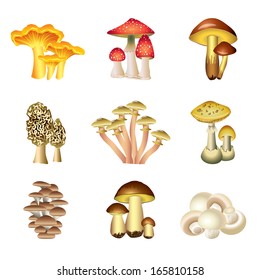 Popular mushrooms isolated on white photo realistic collection