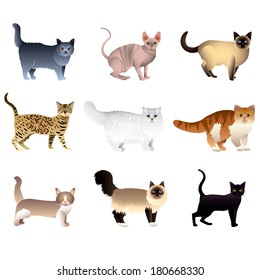 Popular purebred cats isolated on white colorful vector collection