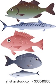 Popular species of commercially harvested fish, including bass, mackerel, snapper, tilapia and herring, EPS 8 vector illustration, no transparencies, isolated on white